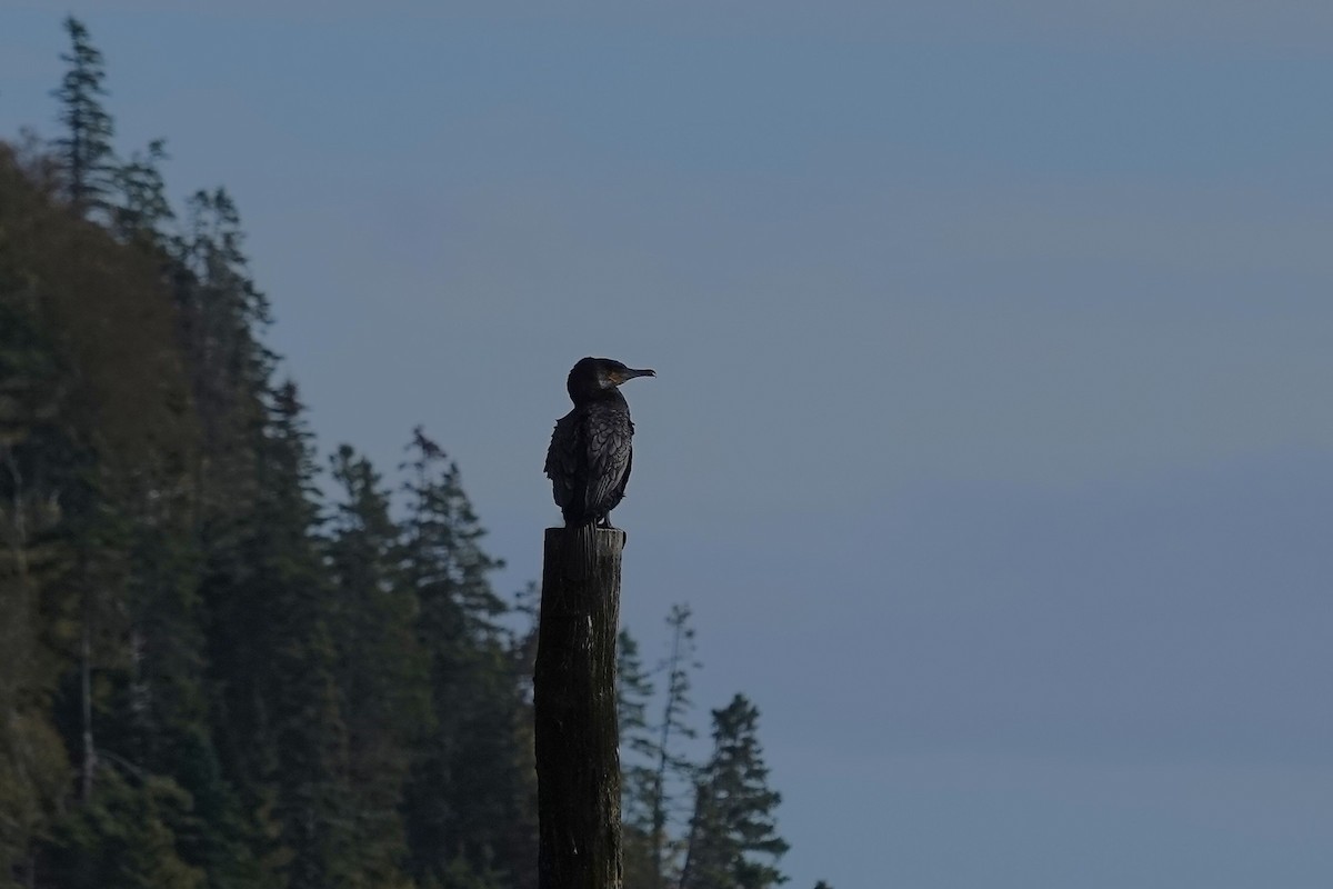 Cormorán Grande - ML644622439