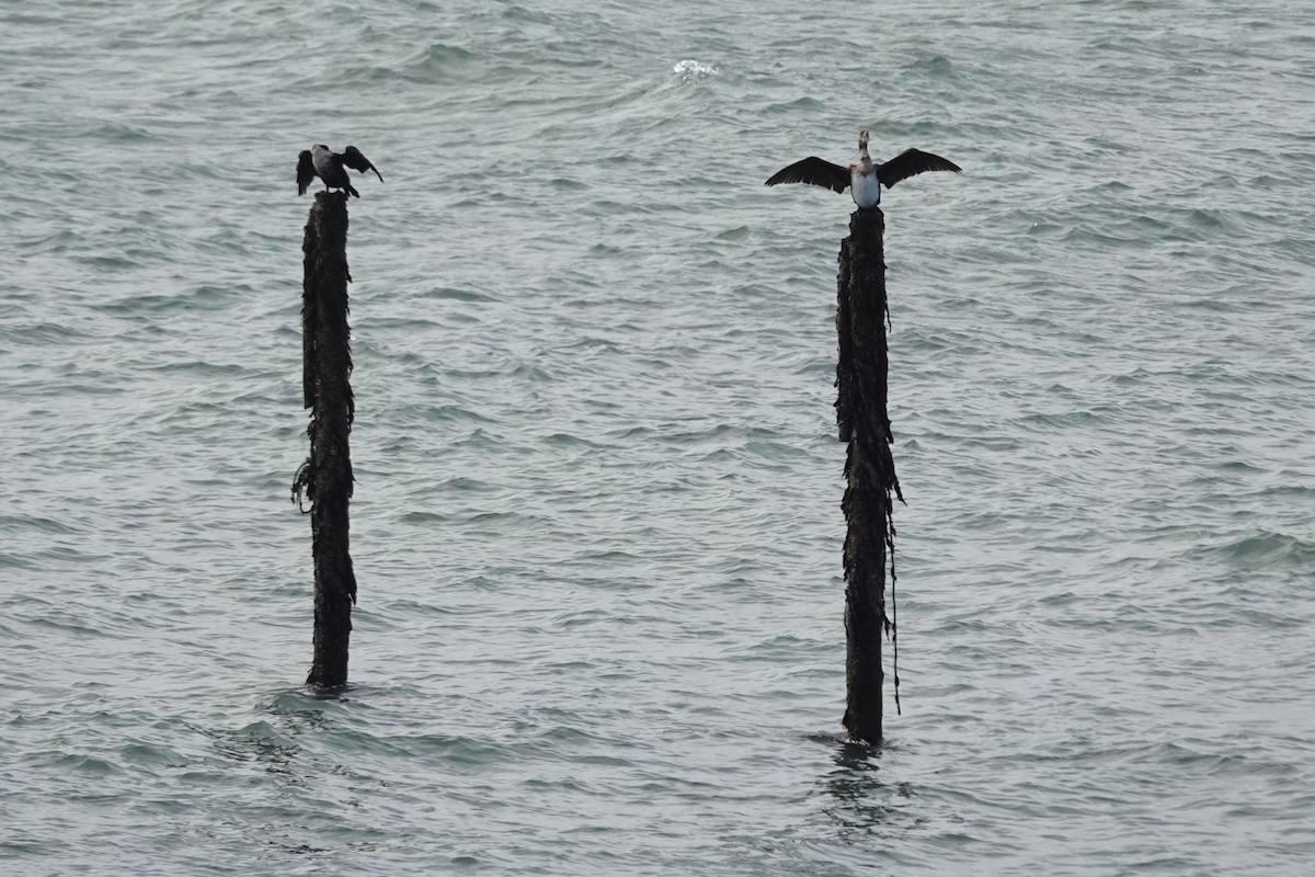 Cormorán Grande - ML644622440