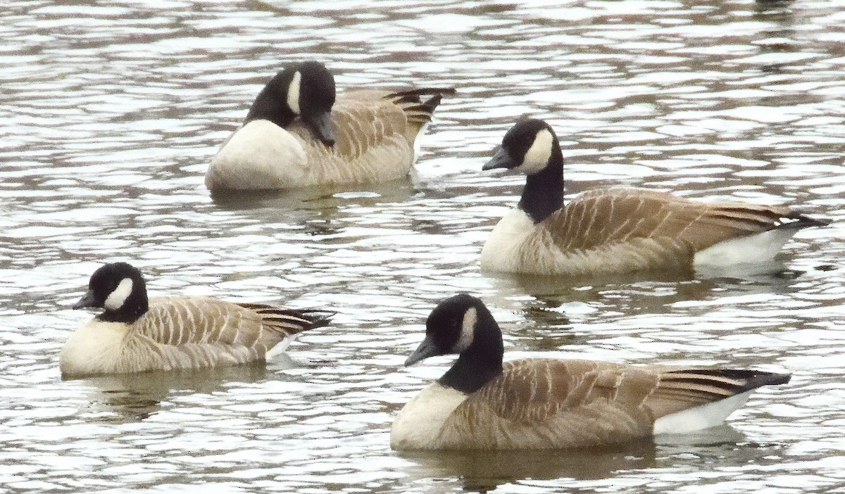 Branta kanadar txikia - ML644622447