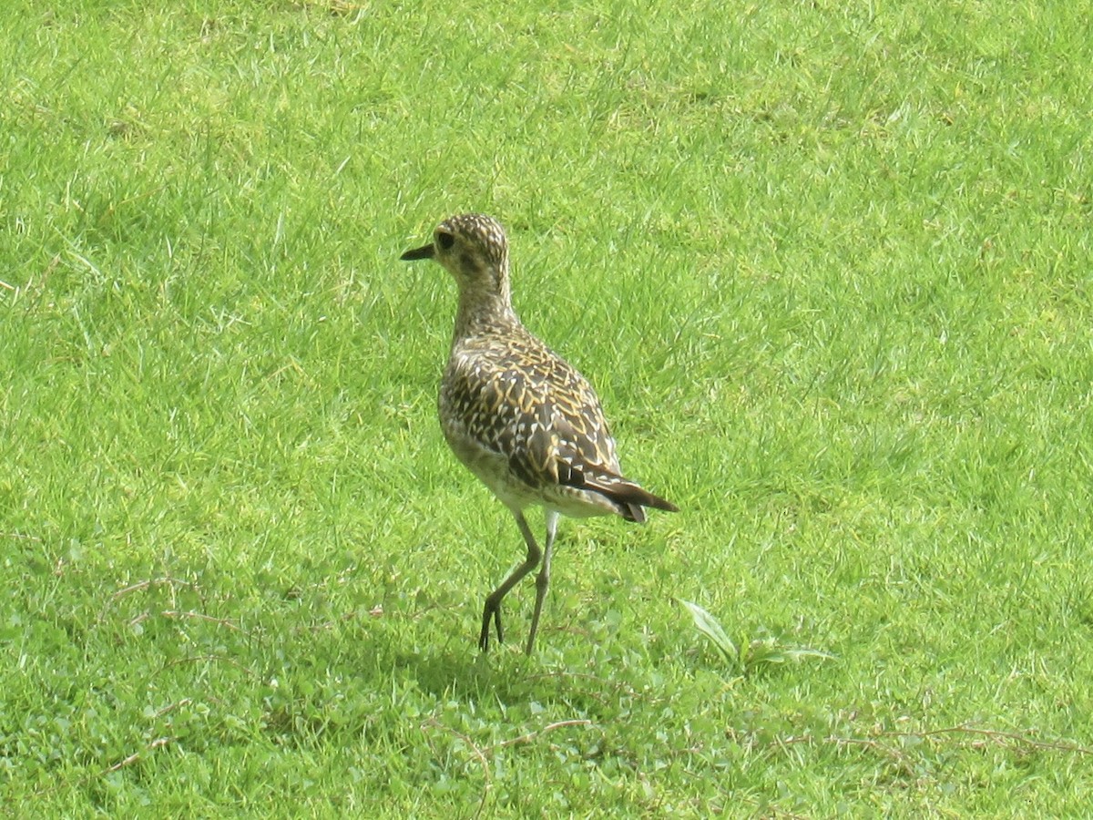 sibirlo - ML644622452