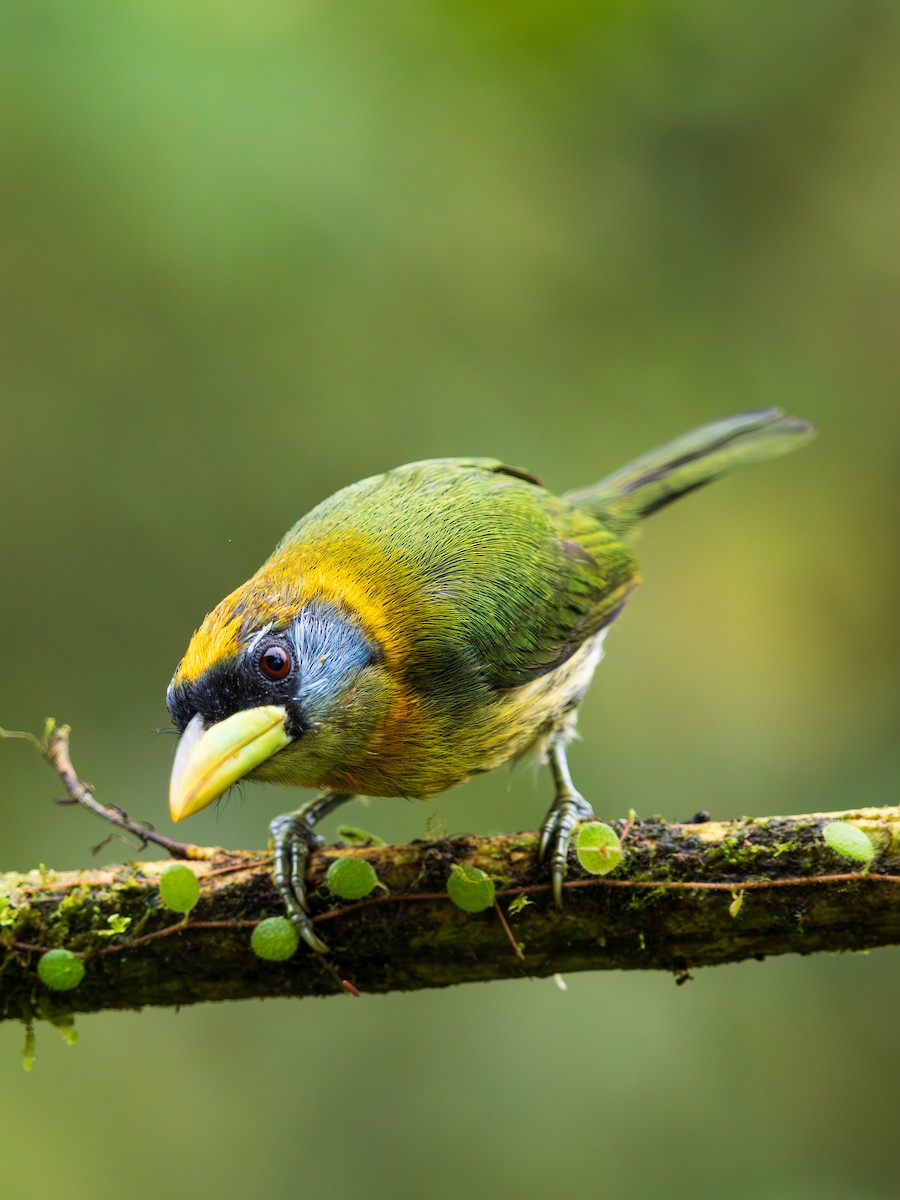 Red-headed Barbet - ML644622459