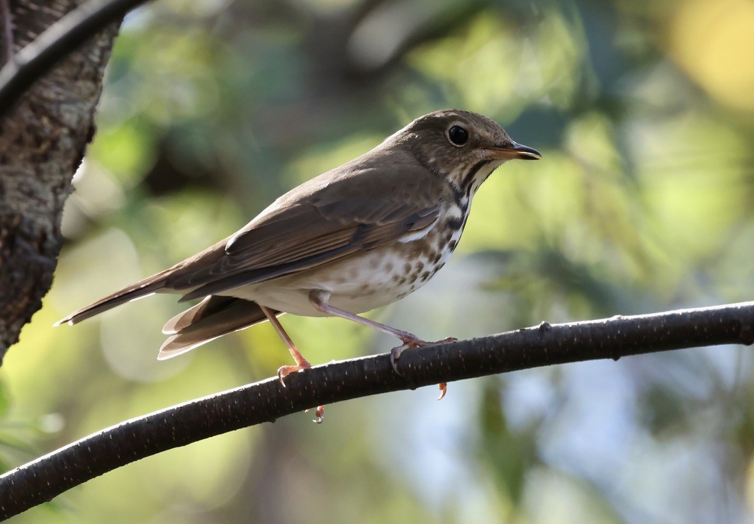 קיכלי חלוד-זנב - ML644622471
