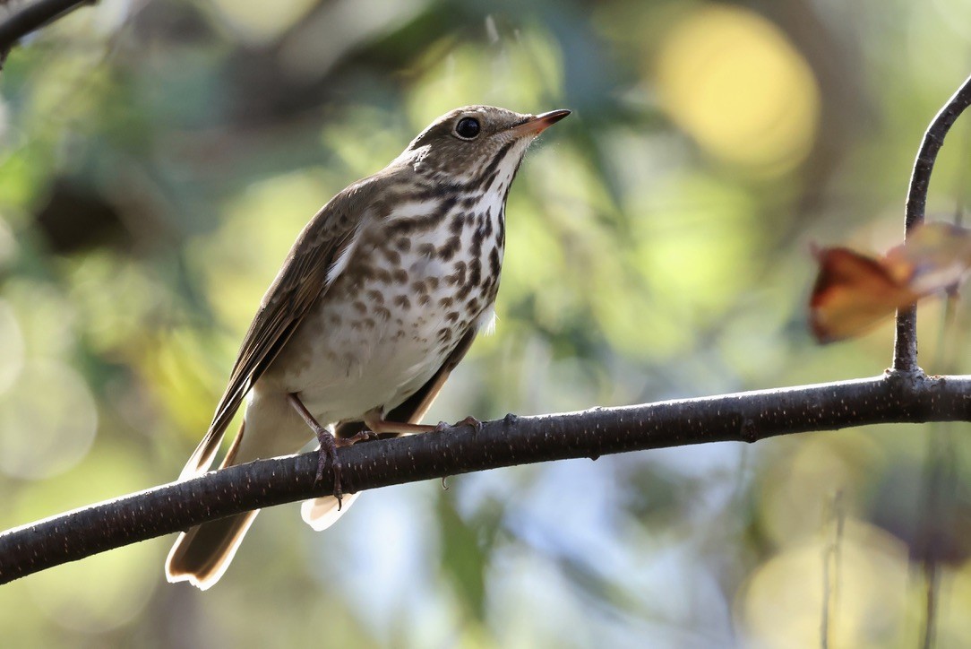 קיכלי חלוד-זנב - ML644622472