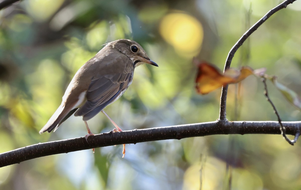 קיכלי חלוד-זנב - ML644622476