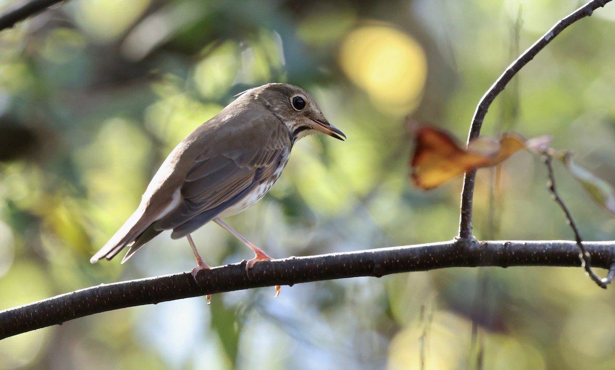 קיכלי חלוד-זנב - ML644622477