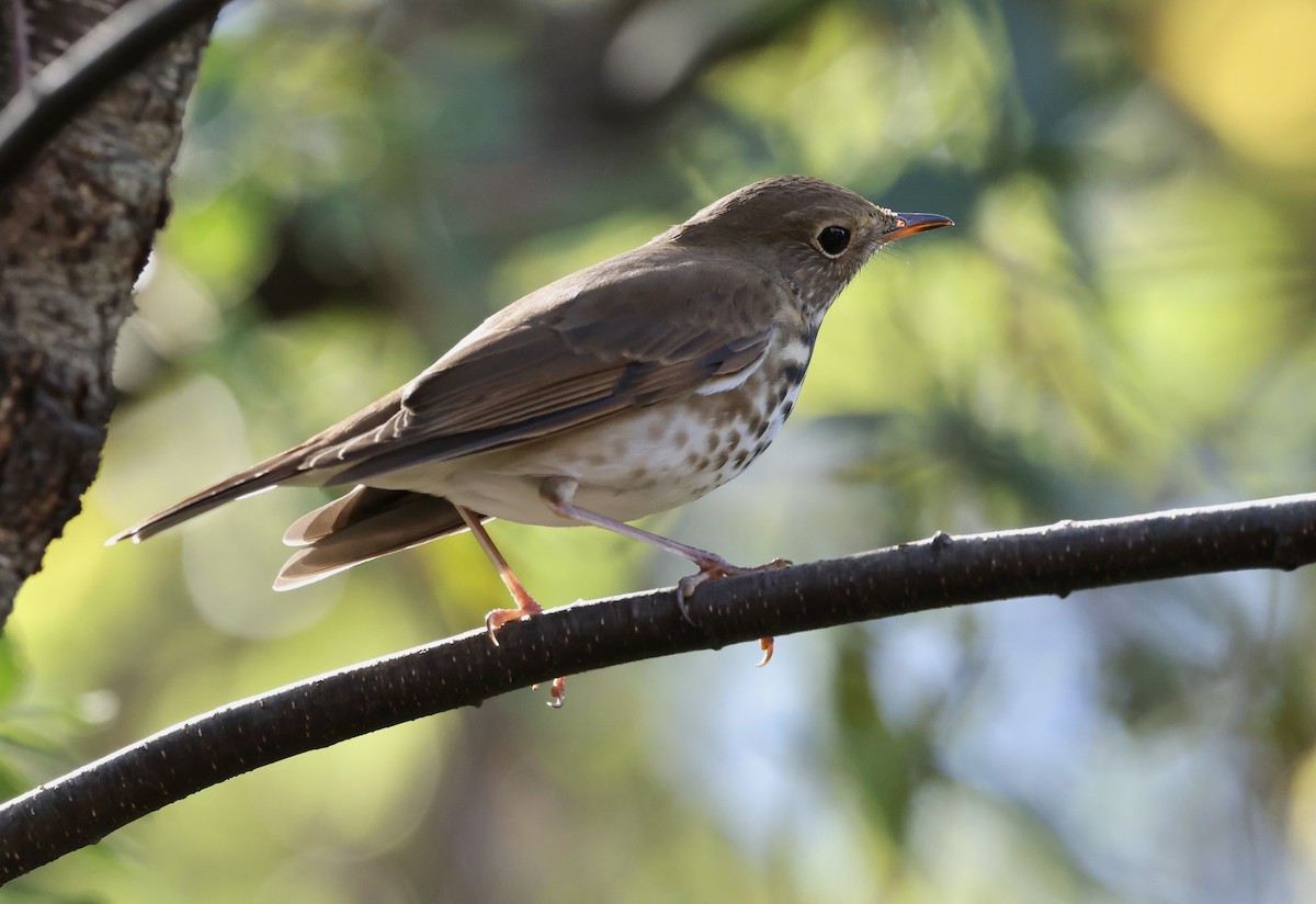 קיכלי חלוד-זנב - ML644622479