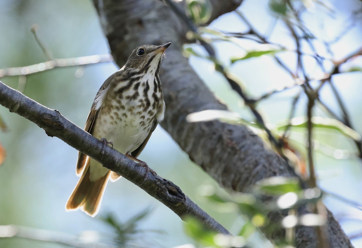 קיכלי חלוד-זנב - ML644622480