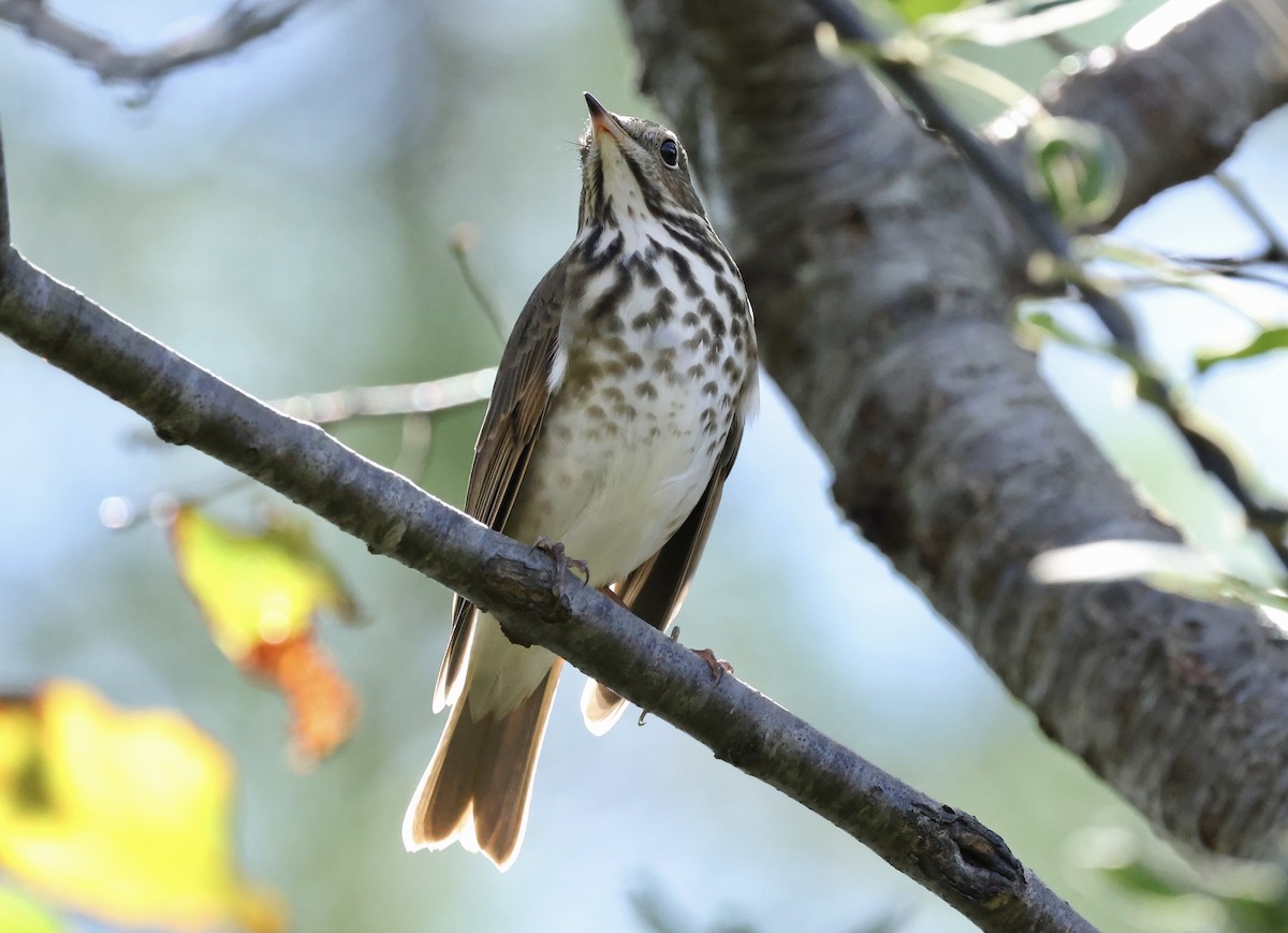 קיכלי חלוד-זנב - ML644622481
