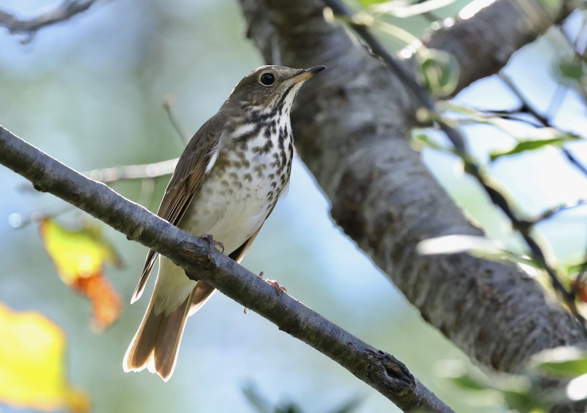 קיכלי חלוד-זנב - ML644622483