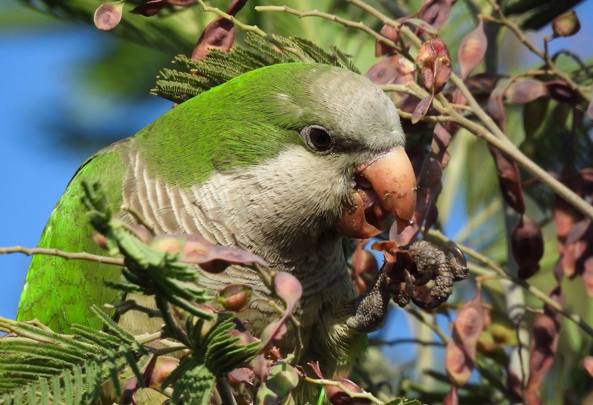 Mönchssittich - ML644622486