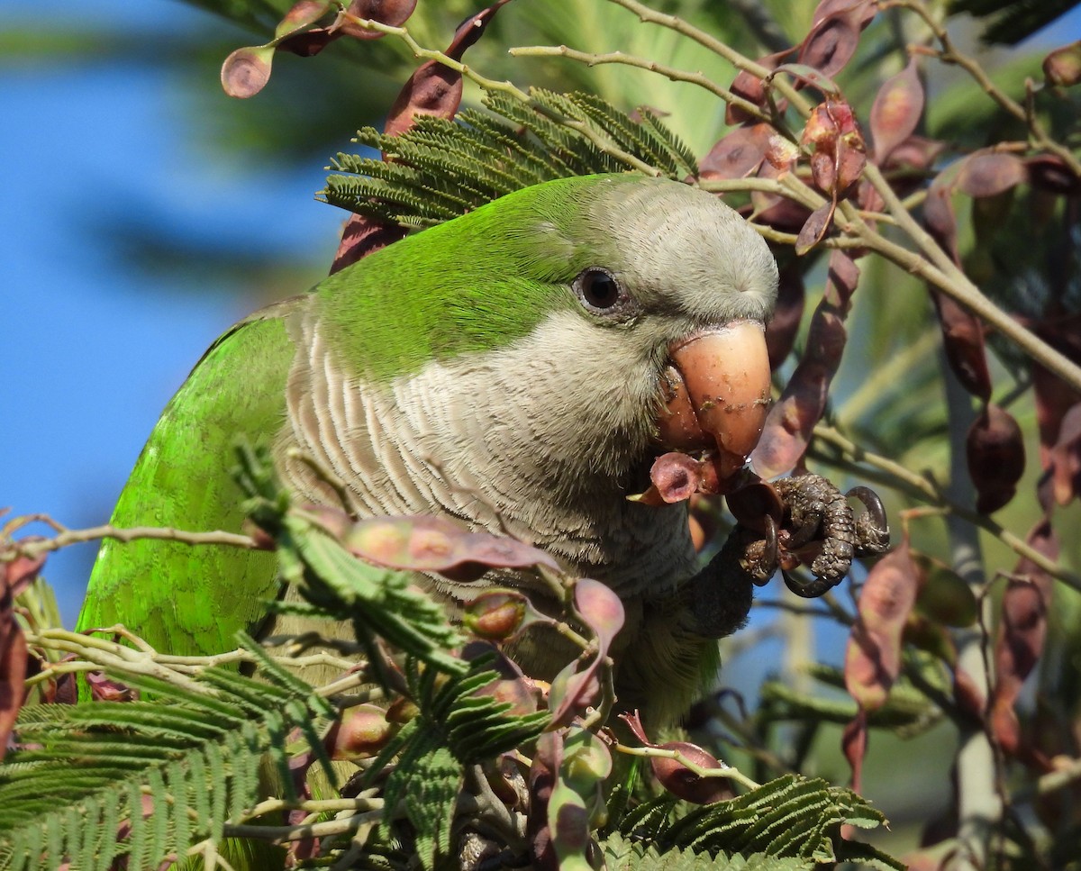 Mönchssittich - ML644622487