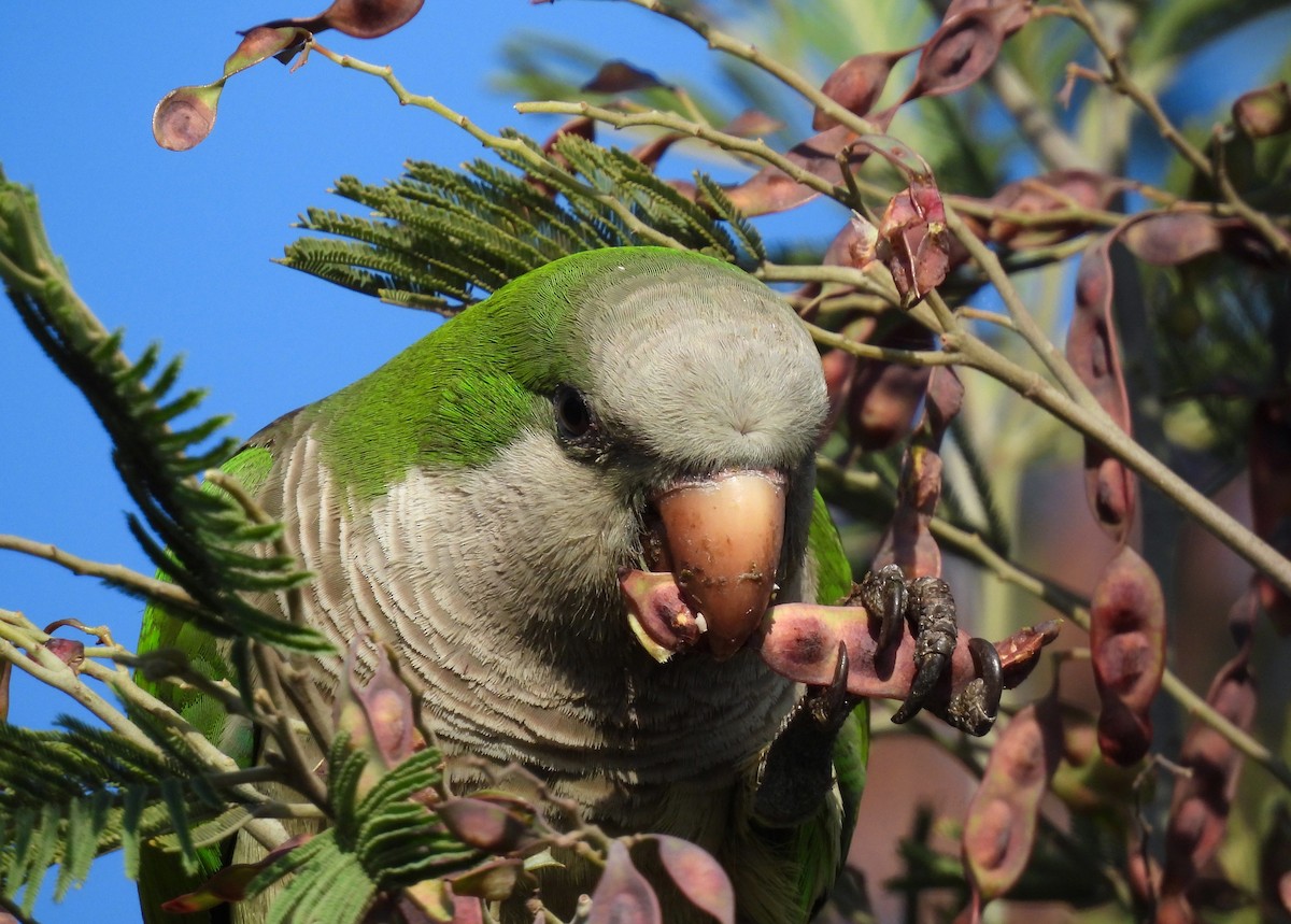 Mönchssittich - ML644622488