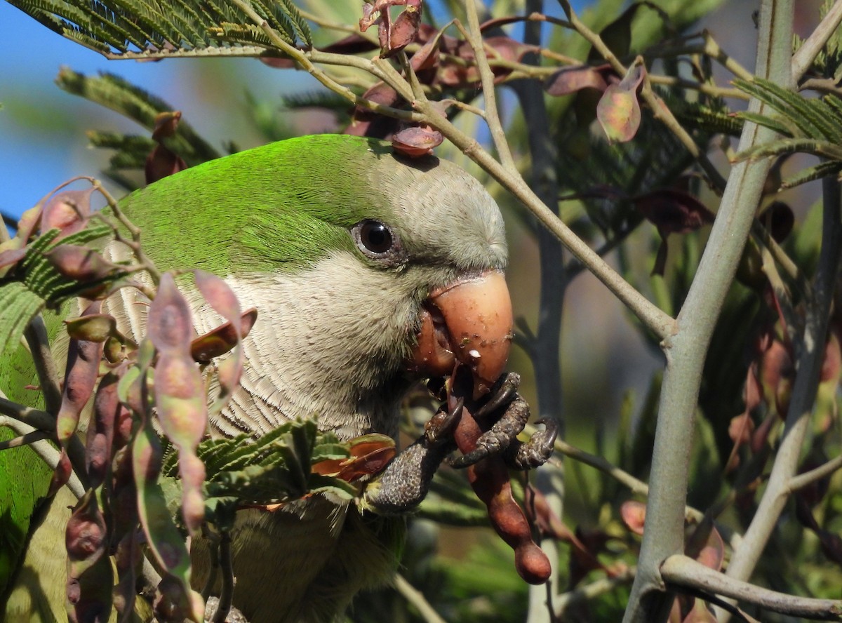 Mönchssittich - ML644622490