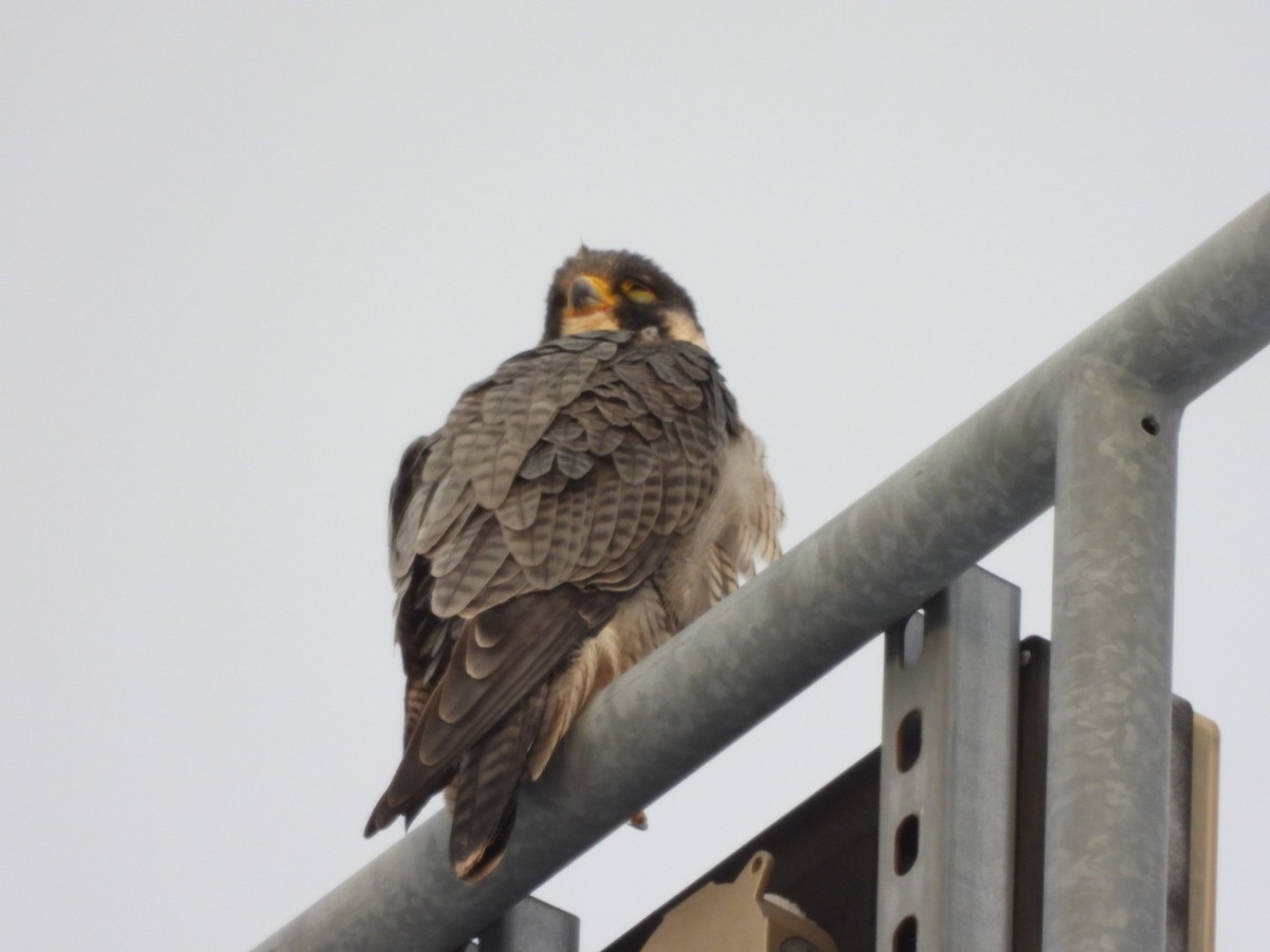 Peregrine Falcon - ML644622495