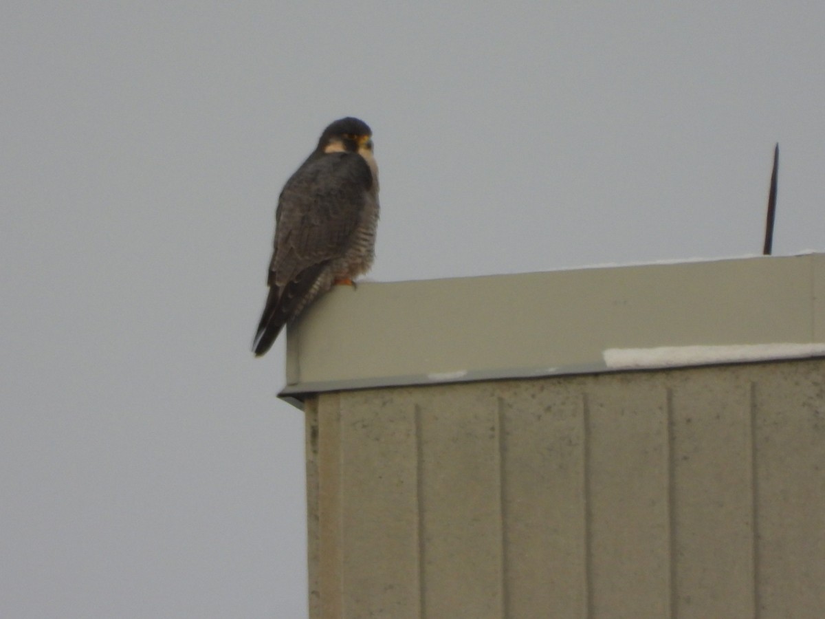 Peregrine Falcon - ML644622496