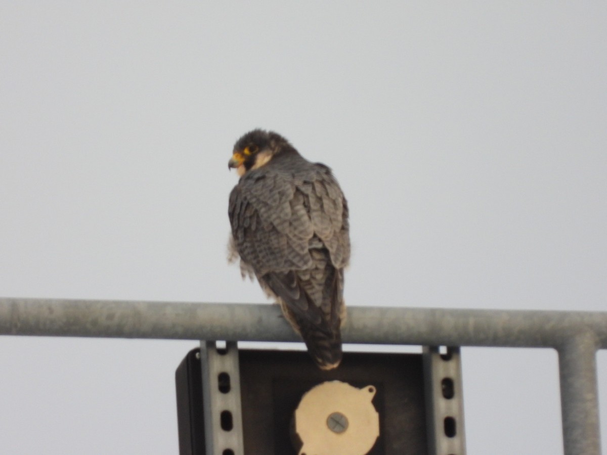 Peregrine Falcon - ML644622497