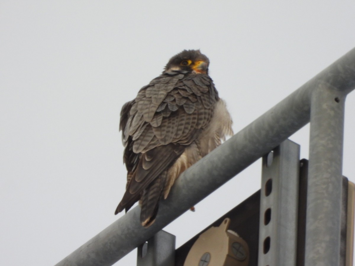 Peregrine Falcon - ML644622498