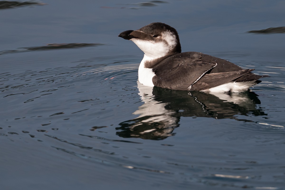 Gazza marina - ML644622501