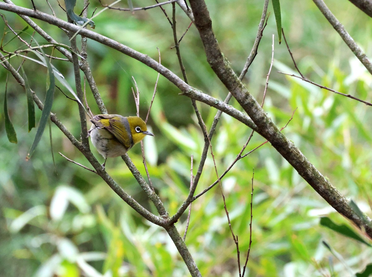 Graumantel-Brillenvogel - ML644622504