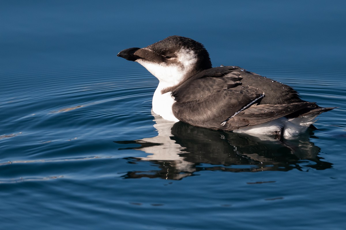 Tordalk - ML644622506