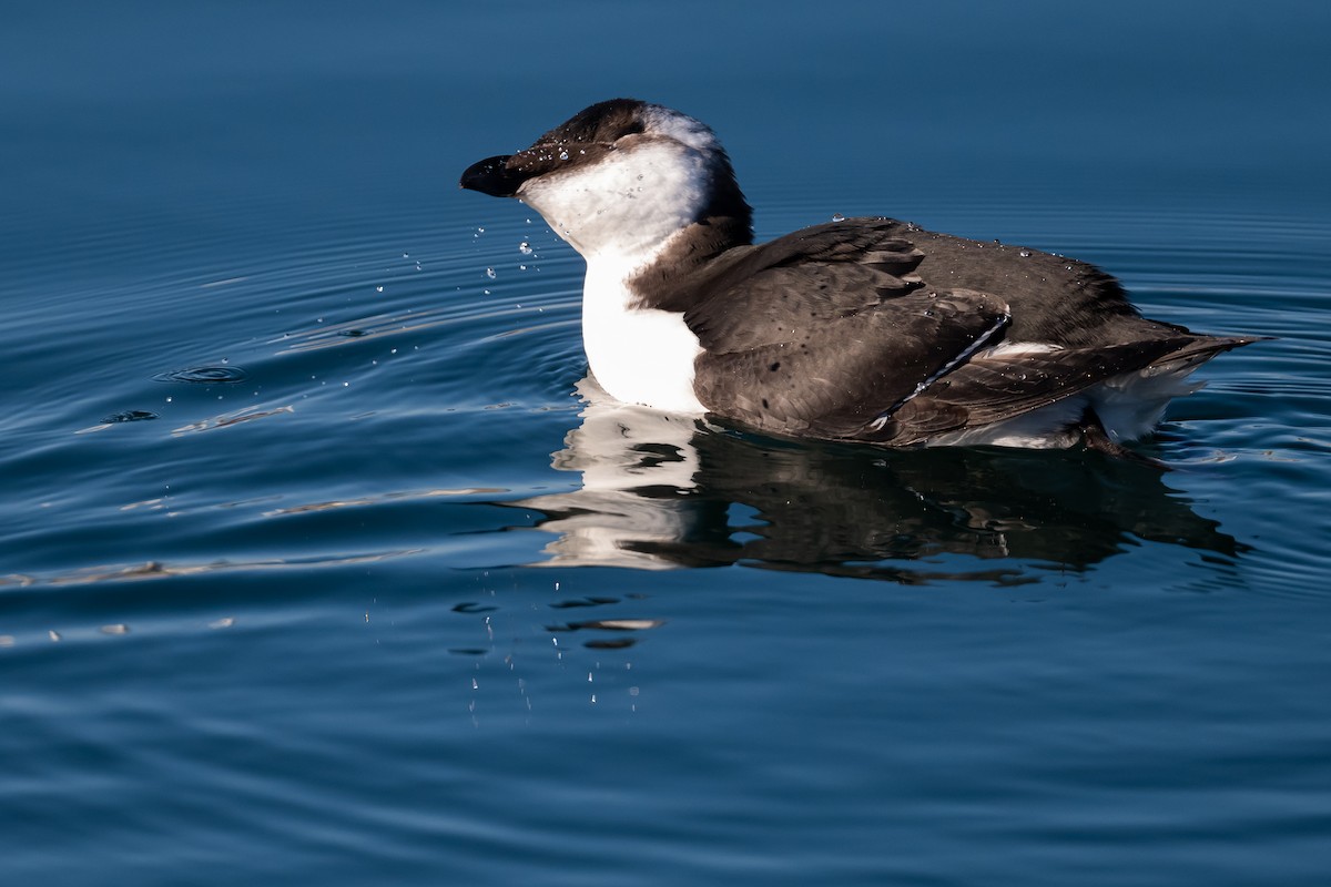 Gazza marina - ML644622507