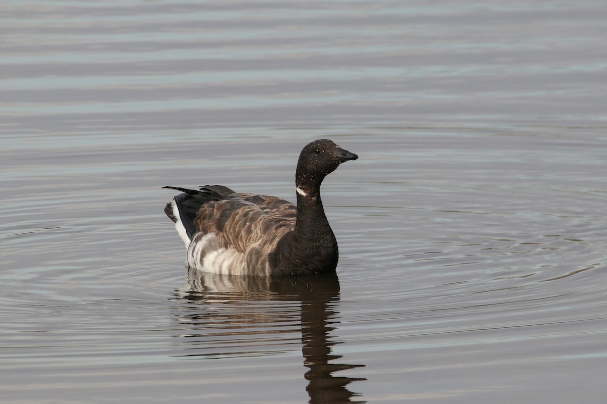 Ringelgans - ML644622508