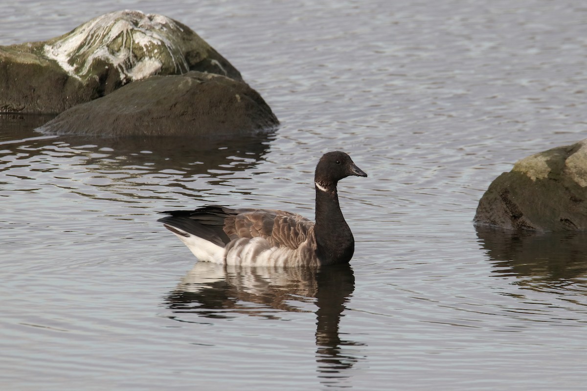 Ringelgans - ML644622510