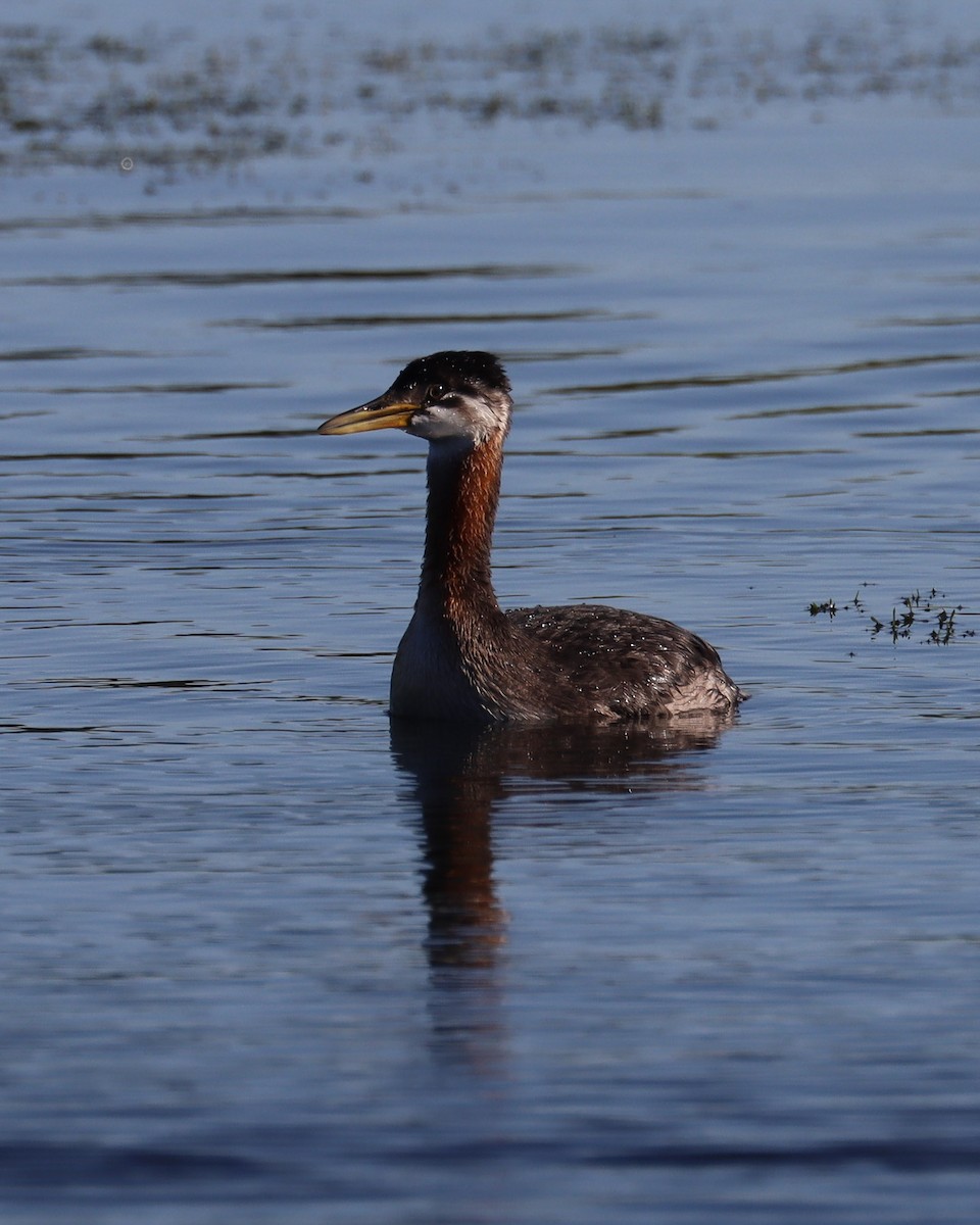 Rothalstaucher - ML644622513