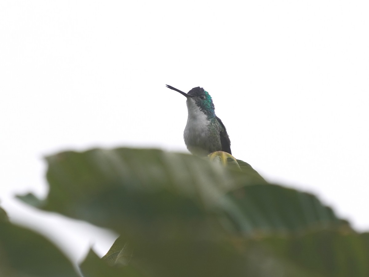 Andenamazilie - ML644622514