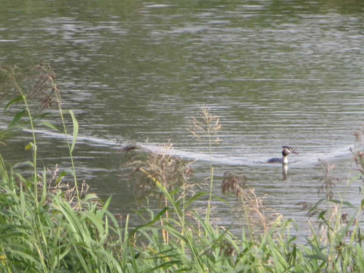 Haubentaucher - ML644622515