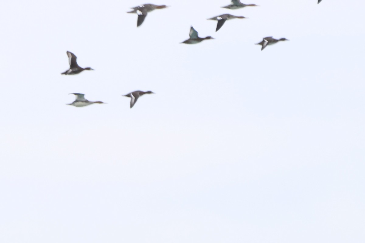 Bergente - ML644622516