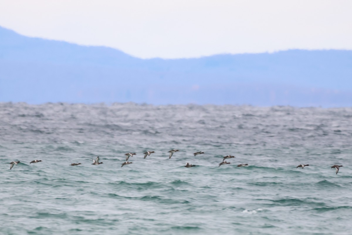 Bergente - ML644622517