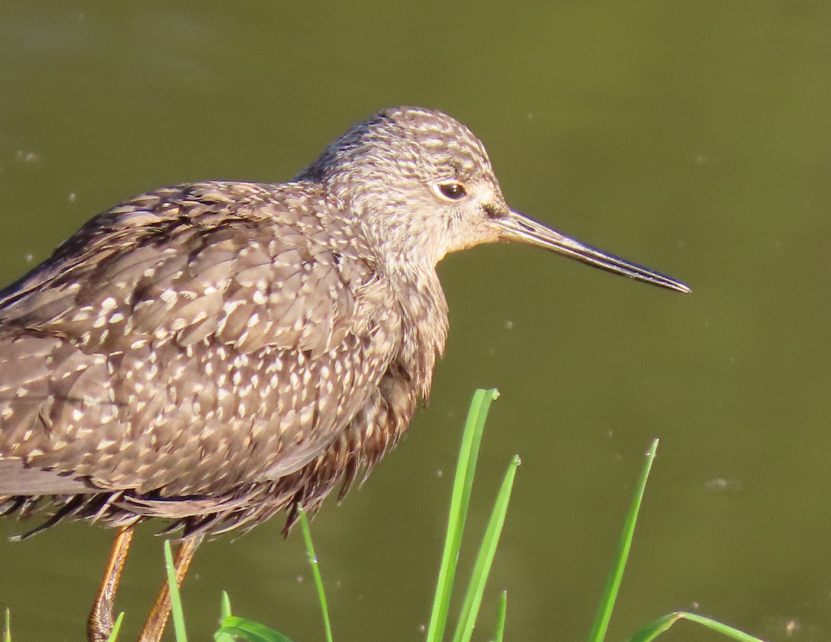 ביצנית בלתי-מזוהה - ML644622519
