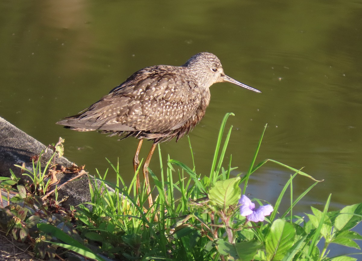 ביצנית בלתי-מזוהה - ML644622521