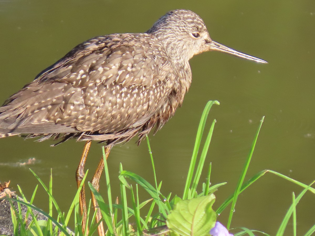 ביצנית בלתי-מזוהה - ML644622522