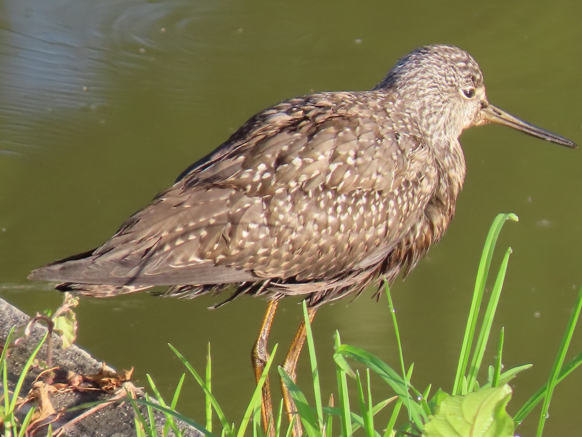 ביצנית בלתי-מזוהה - ML644622523