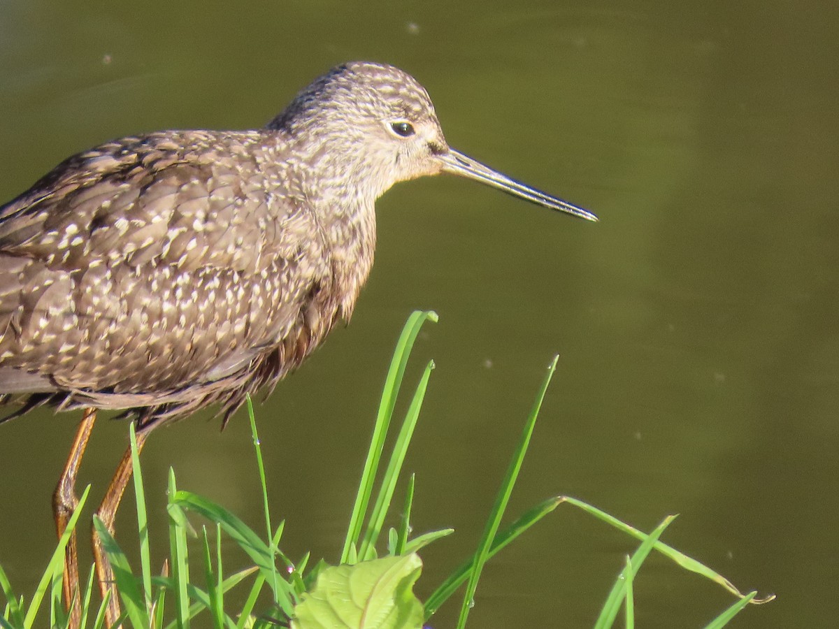 ביצנית בלתי-מזוהה - ML644622524
