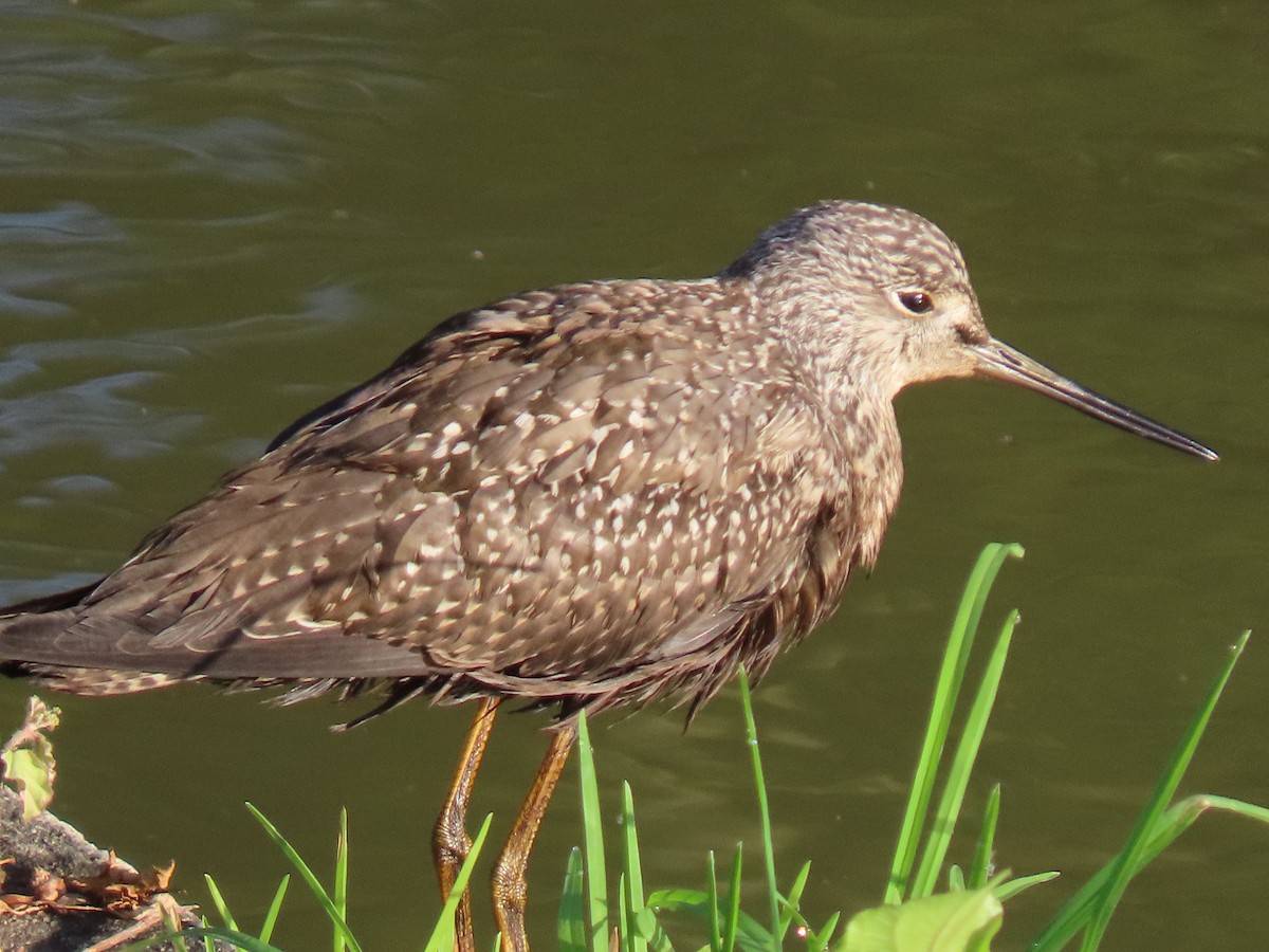 ביצנית בלתי-מזוהה - ML644622525