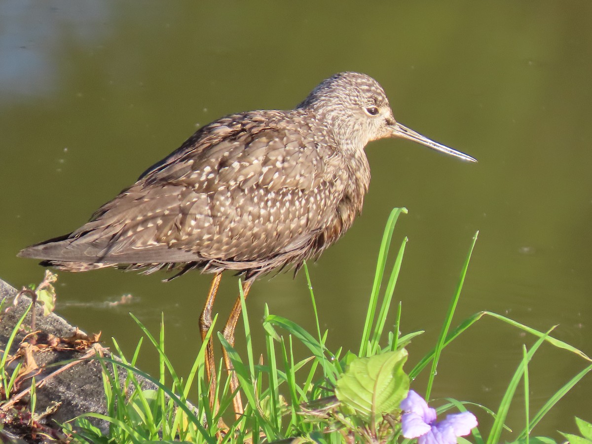 ביצנית בלתי-מזוהה - ML644622526