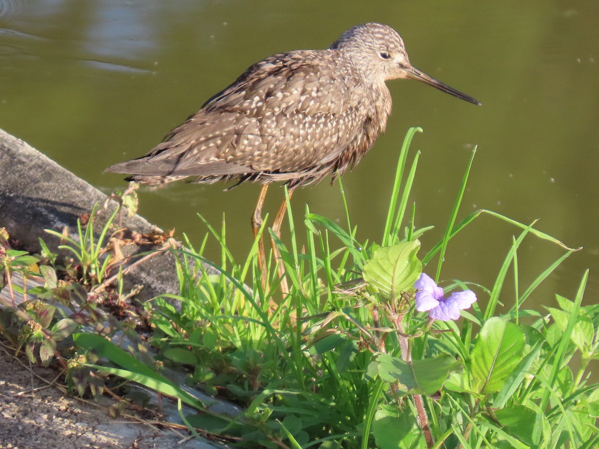 ביצנית בלתי-מזוהה - ML644622527