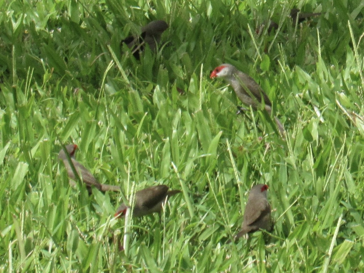 Wellenastrild - ML644622528