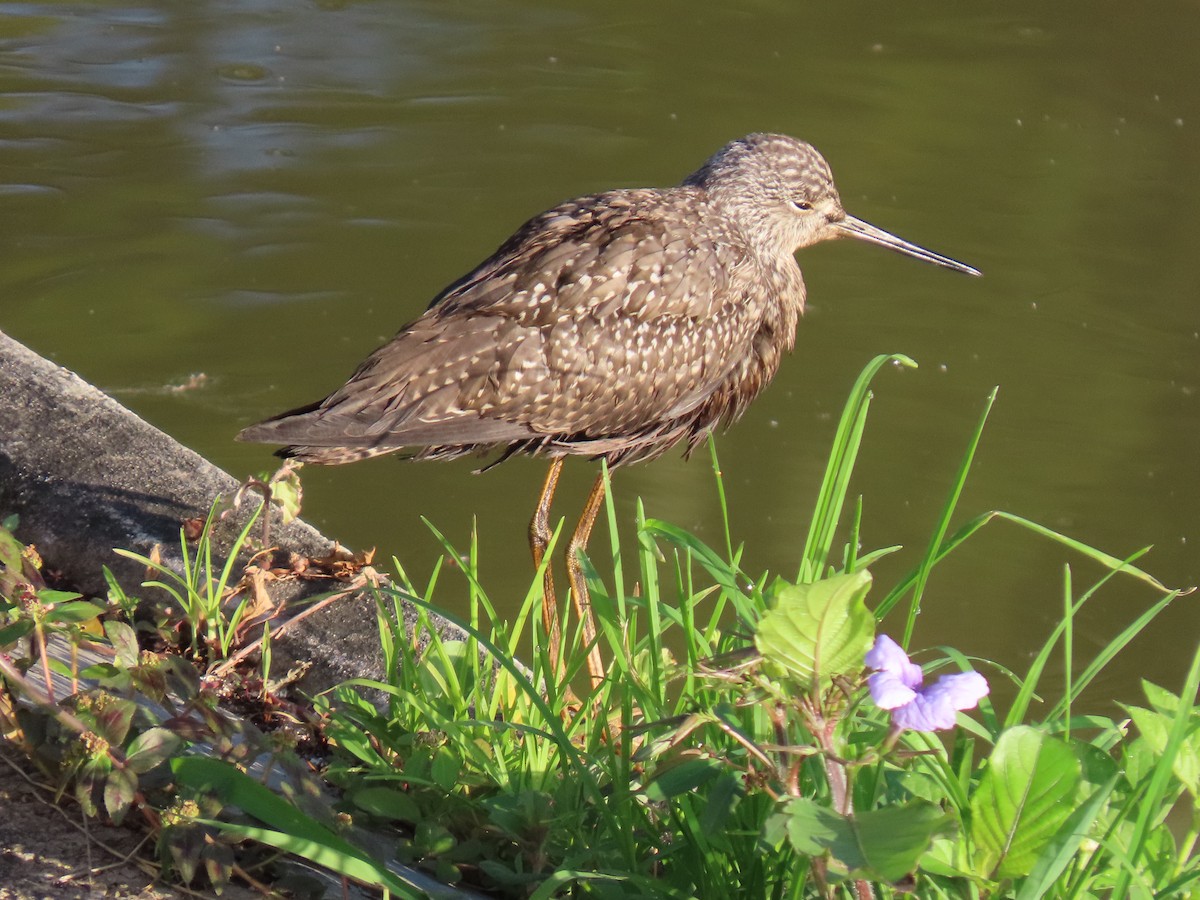 ביצנית בלתי-מזוהה - ML644622529