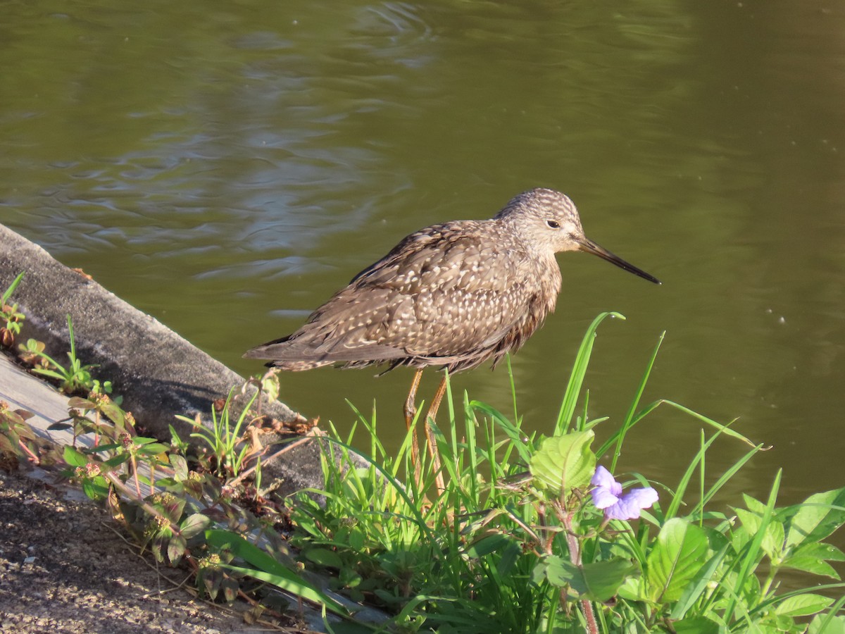 ביצנית בלתי-מזוהה - ML644622531
