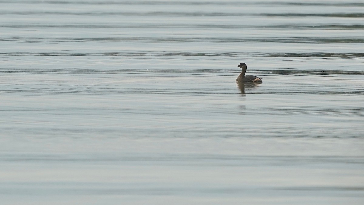 Bindentaucher - ML644622532