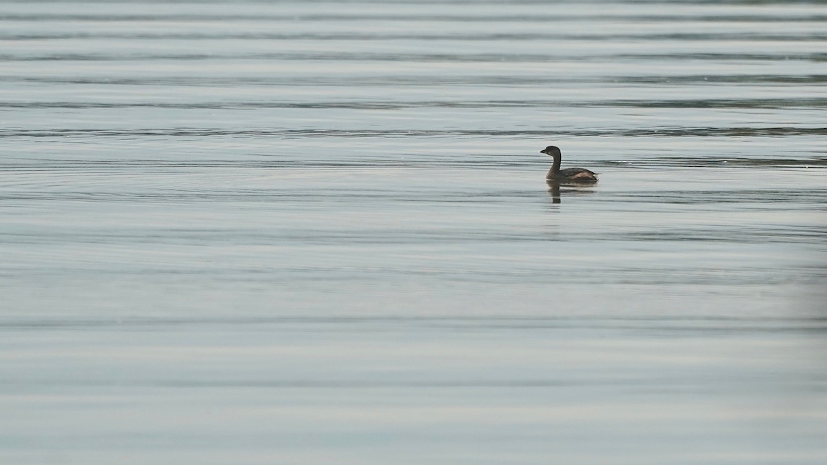 Bindentaucher - ML644622533