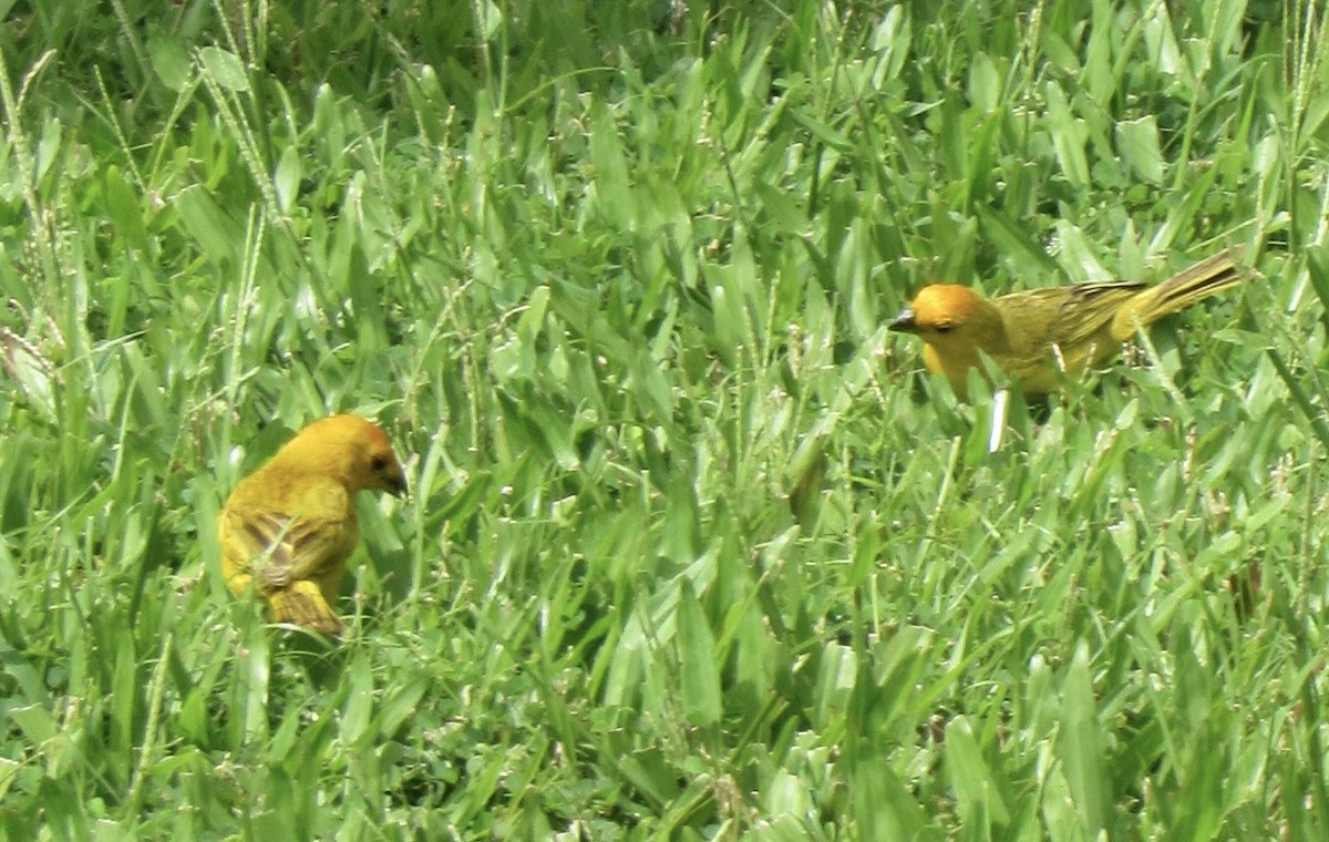 Safrangilbtangare - ML644622534