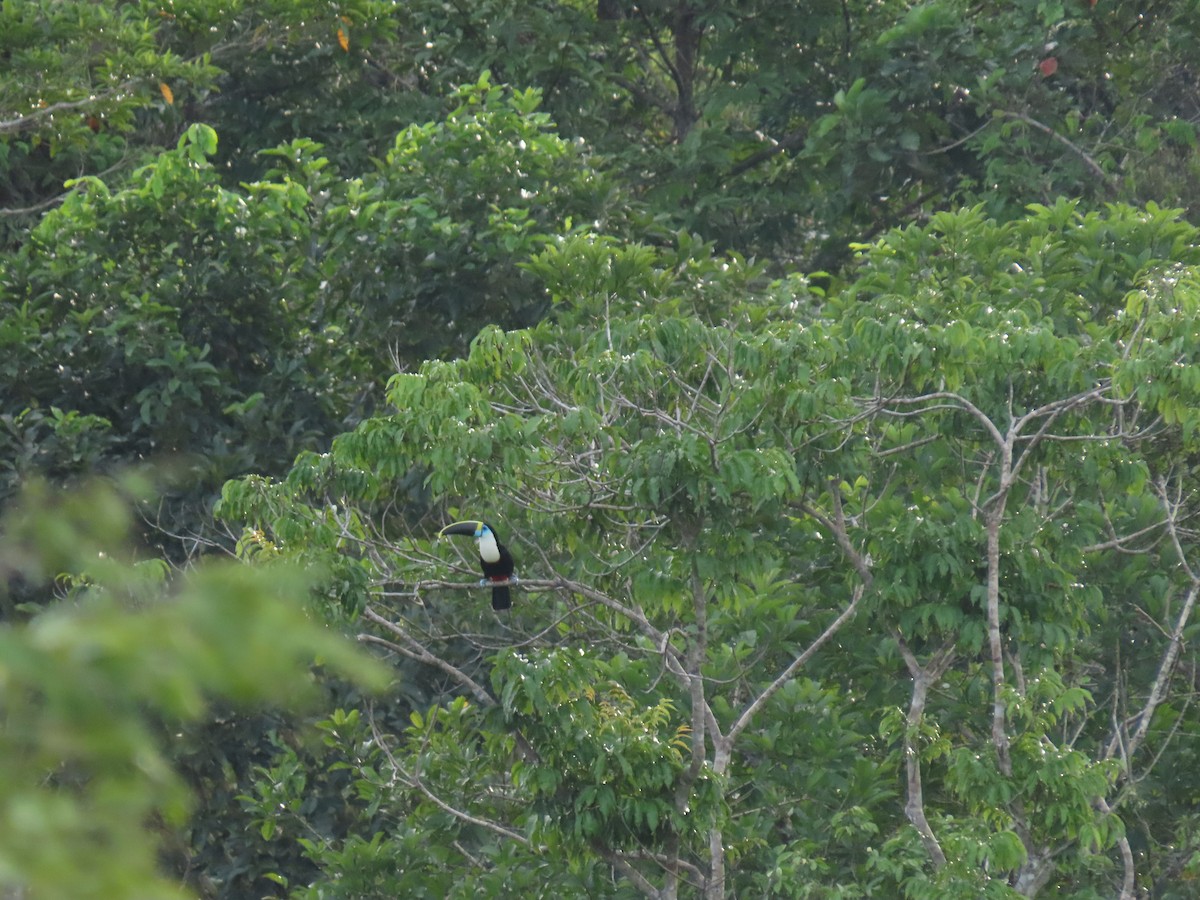 Weißbrusttukan - ML644622535