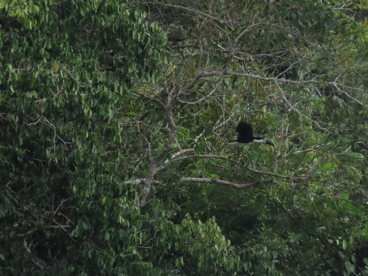 Weißbrusttukan - ML644622536