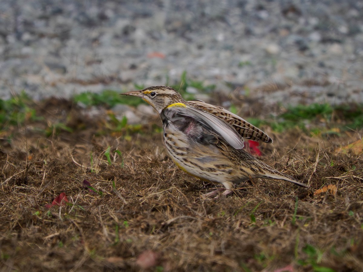 Wiesenstärling - ML644622537