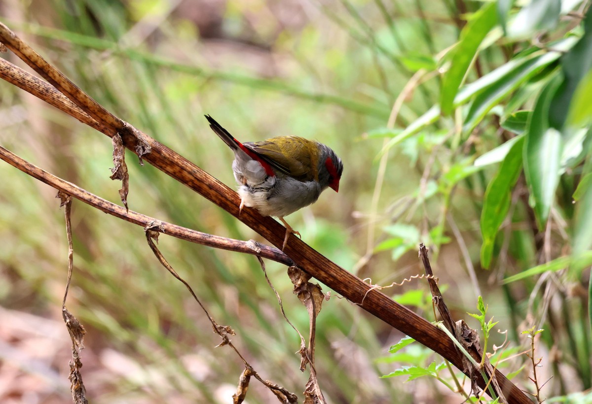 Dornamadine - ML644622538